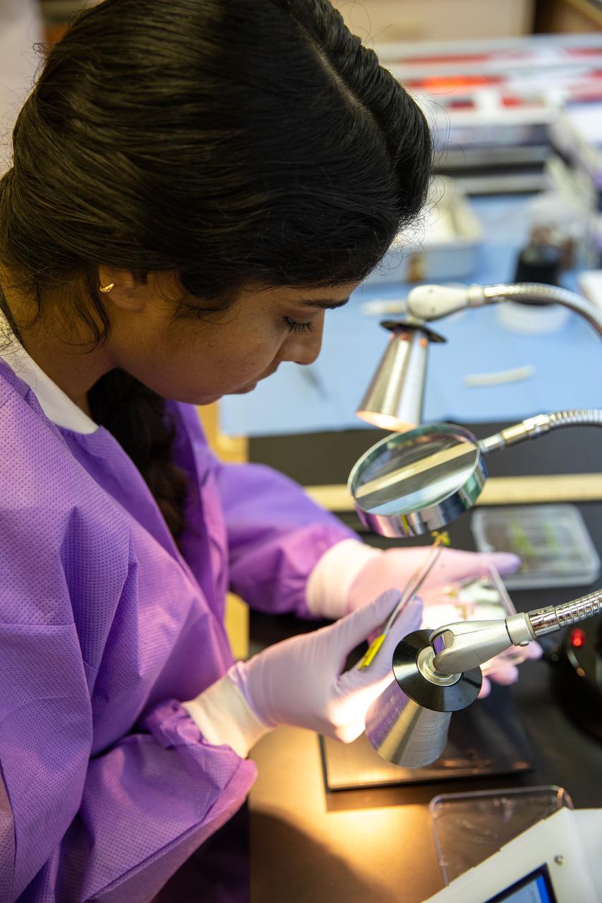 Srujana Neelam, a researcher working at NASA’s Kennedy Space Center in Florida dissects Arabidopsis thaliana plants from petri plates used in microgravity simulation devices in the Microgravity Simulation Support Facility (MSSF) inside the Neil Armstrong Operations and Checkout building on Feb. 11, 2020. The facility was developed to provide ground simulation capability to the U.S. research community in order to supplement the limited opportunities to access the International Space Station and other platforms for microgravity research. The MSSF is designed to support biological research on microorganisms, cells, tissues, small plants and small animals. The simulator provides NASA with an alternative platform for microgravity research and creates the opportunity to conduct experiments on the space station in parallel with conditions of simulated microgravity on the ground.