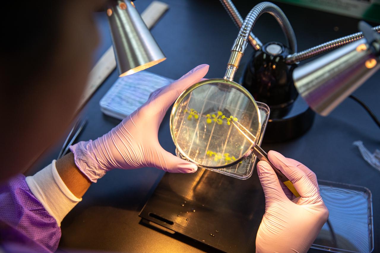 Srujana Neelam, a researcher working at NASA’s Kennedy Space Center in Florida, dissects Arabidopsis thaliana plants from petri plates used in microgravity simulation devices in the Microgravity Simulation Support Facility (MSSF) inside the Neil Armstrong Operations and Checkout building on Feb. 11, 2020. The facility was developed to provide ground simulation capability to the U.S. research community in order to supplement the limited opportunities to access the International Space Station and other platforms for microgravity research. The MSSF is designed to support biological research on microorganisms, cells, tissues, small plants and small animals. The simulator provides NASA with an alternative platform for microgravity research and creates the opportunity to conduct experiments on the space station in parallel with conditions of simulated microgravity on the ground.
