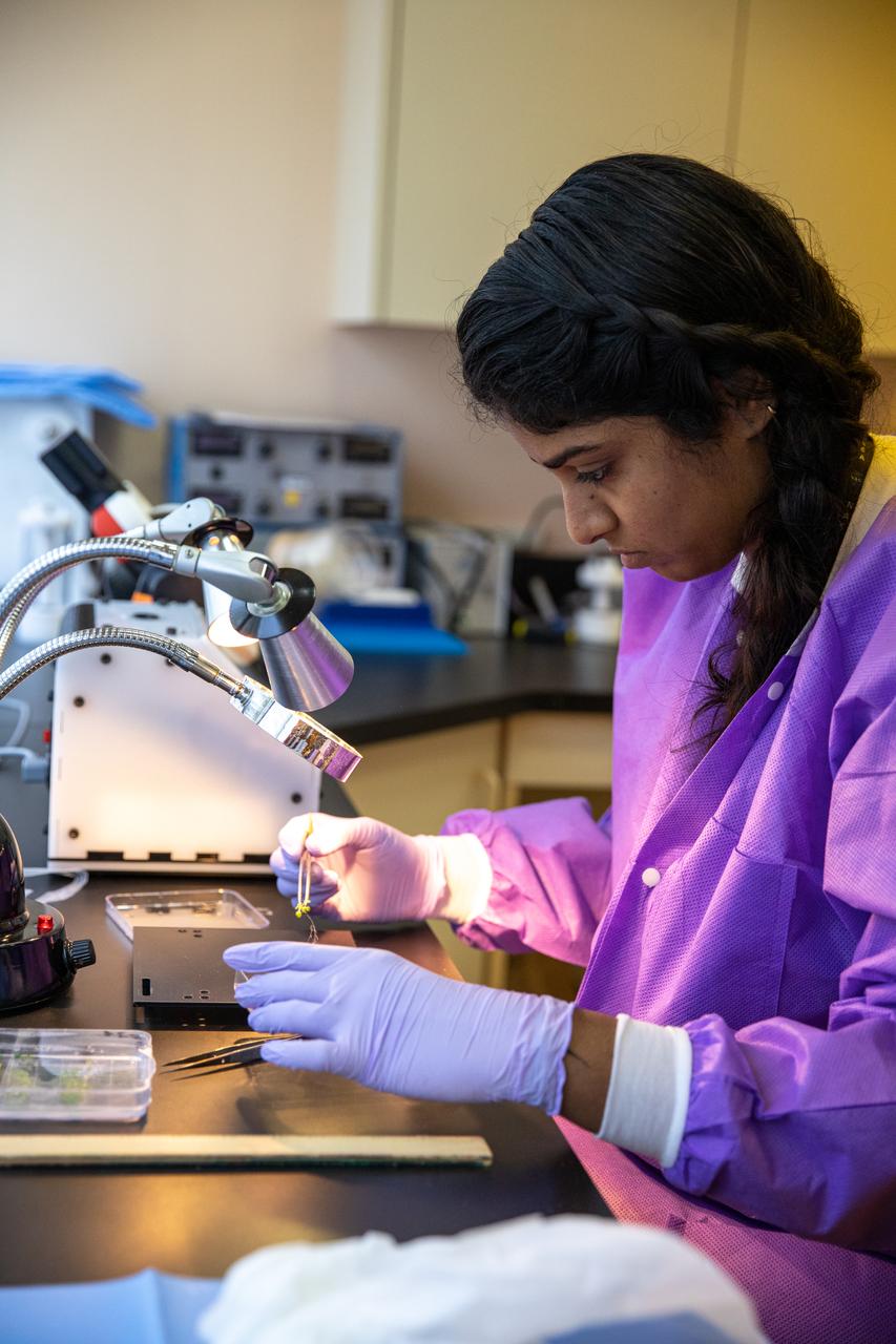 Srujana Neelam, a researcher working at NASA’s Kennedy Space Center in Florida, dissects Arabidopsis thaliana plants from petri plates used in microgravity simulation devices in the Microgravity Simulation Support Facility (MSSF) inside the Neil Armstrong Operations and Checkout building on Feb. 11, 2020. The facility was developed to provide ground simulation capability to the U.S. research community in order to supplement the limited opportunities to access the International Space Station and other platforms for microgravity research. The MSSF is designed to support biological research on microorganisms, cells, tissues, small plants and small animals. The simulator provides NASA with an alternative platform for microgravity research and creates the opportunity to conduct experiments on the space station in parallel with conditions of simulated microgravity on the ground.