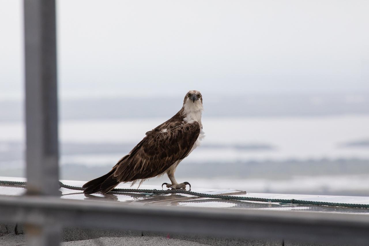 An osprey perches atop a building at NASA’s Kennedy Space Center in Florida on May 27, 2020. The center shares a border with the Merritt Island National Wildlife Refuge, where more than 330 native and migratory bird species, 25 mammals, 117 fishes, and 65 amphibians and reptiles reside.