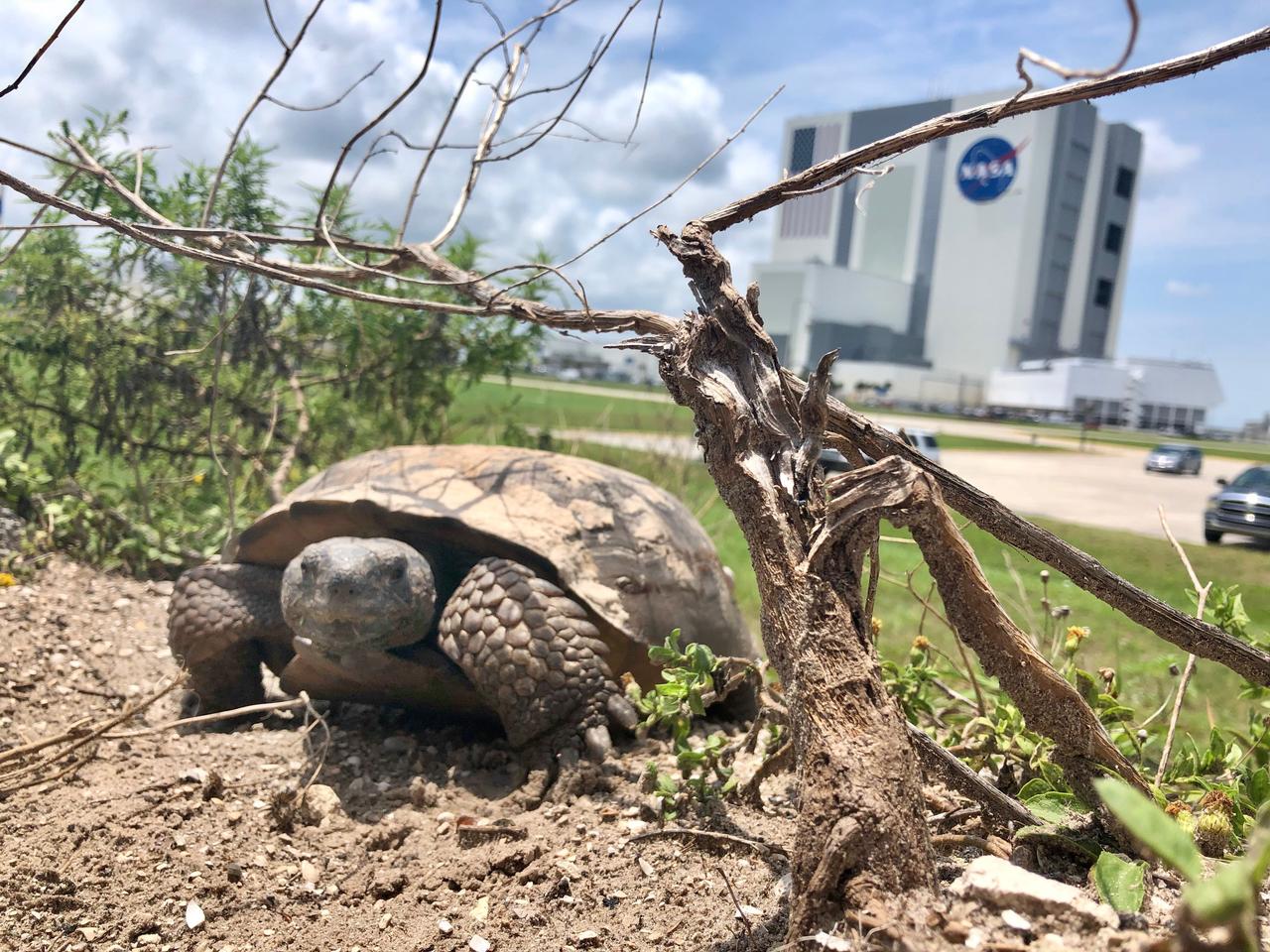 A tortoise walks through underbrush at NASA's Kennedy Space Center in Florida on June 11, 2020. In view in the background is the iconic Vehicle Assembly Building. The center shares a border with the Merritt Island National Wildlife Refuge. More than 330 native and migratory bird species, along with 25 mammal, 117 fish and 65 amphibian and reptile species call Kennedy and the wildlife refuge home.