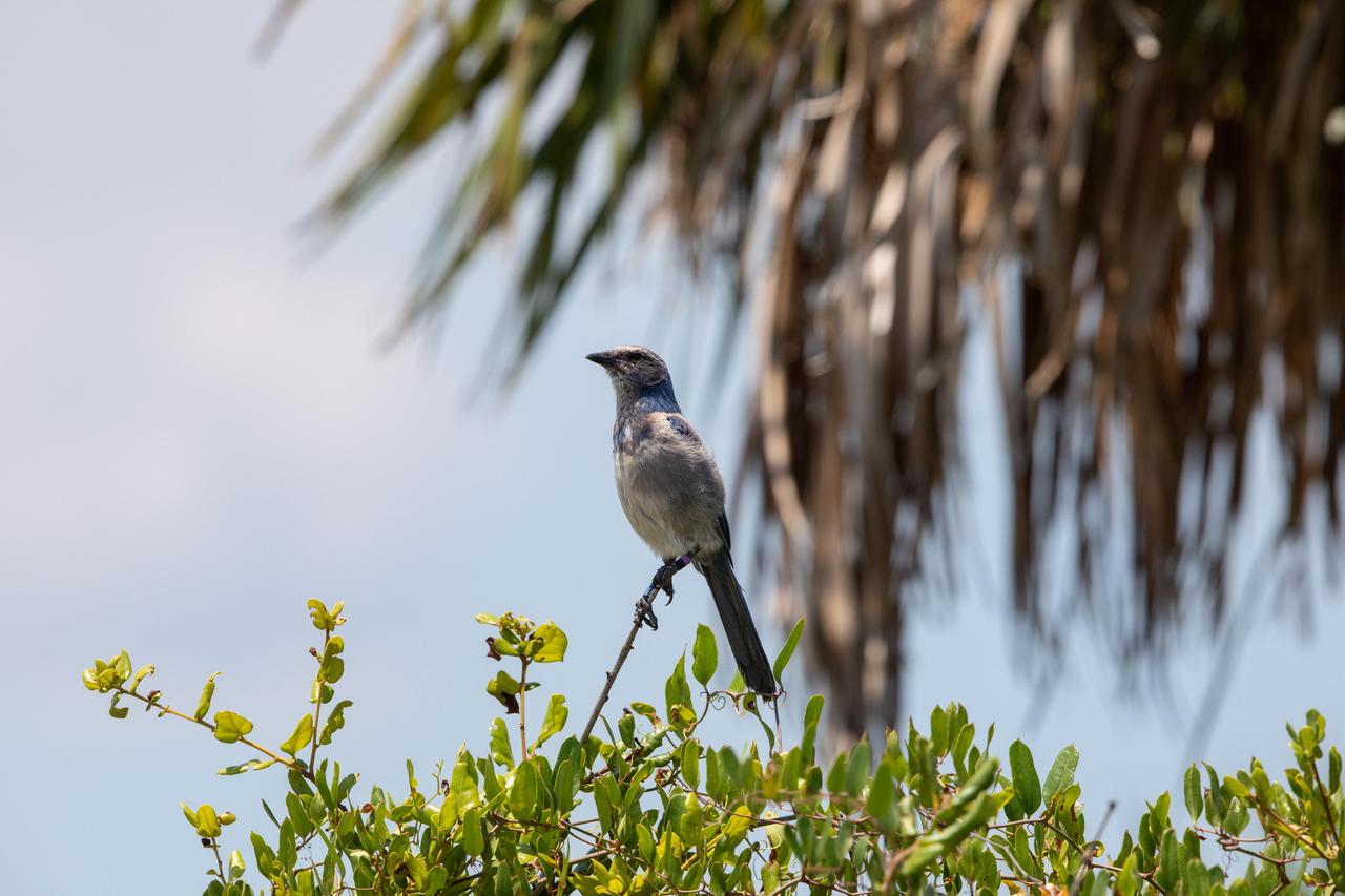 A scrub jay perches on a branch near the Vehicle Assembly Building (VAB) at NASA’s Kennedy Space Center in Florida on June 22, 2020. Painting of the NASA logo, also called the meatball, continues on the 525-foot-tall building. HM2 and H.I.S. Painting of Titusville, Florida, are repainting the meatball and the American Flag on the iconic building. The VAB was last painted in 2007, when repairs were completed after the 2004 Hurricanes Frances and Jeanne tore 845 panels off the building. It will take over 500 gallons of paint to paint the 209-by-110-foot flag and the 110-by-132-foot meatball. High Bay 3 inside the VAB has been upgraded with 10 new levels of work platforms that will surround and provide access for service and processing of NASA's Space Launch System (SLS) rocket and Orion spacecraft. Exploration Ground Systems is overseeing upgrades to the VAB to support the launch of the SLS and Orion for Artemis missions. Under the Artemis program, NASA will send the first woman and next man to the Moon.