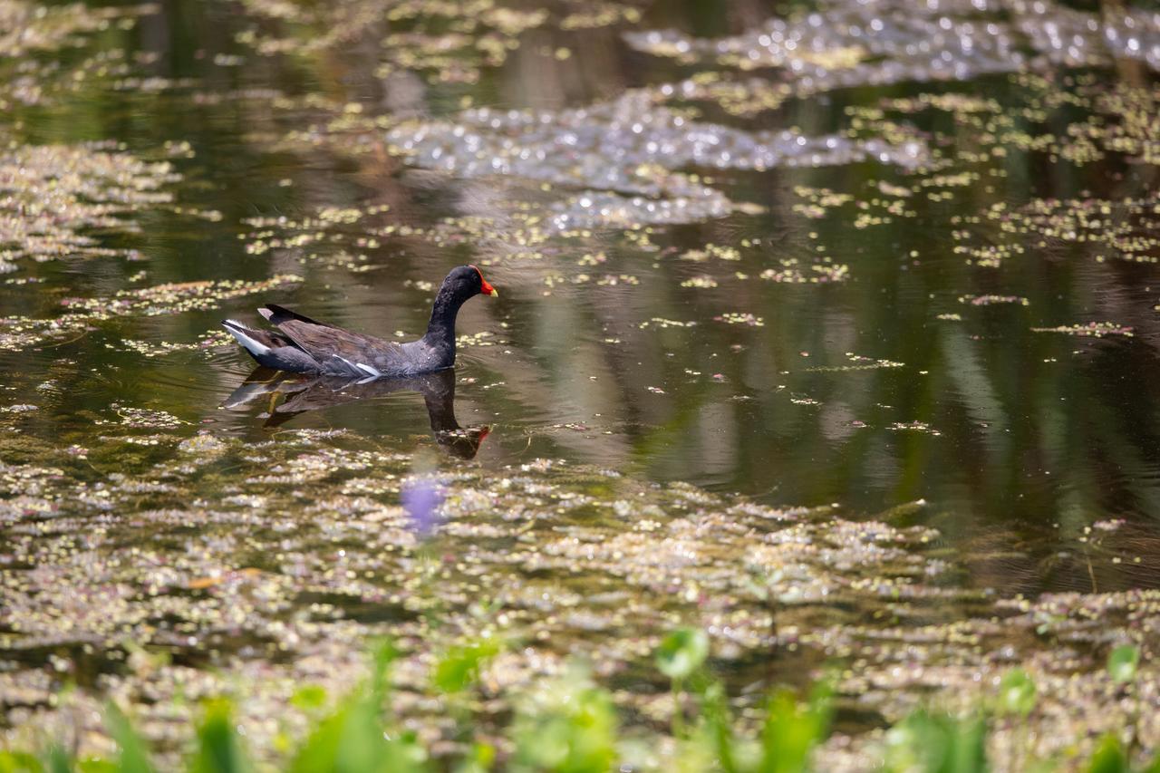 A Common Gallinule wades in a waterway at NASA’s Kennedy Space Center in Florida on June 22, 2020. The center shares a border with the Merritt Island National Wildlife Refuge. More than 330 native and migratory bird species, along with 25 mammal, 117 fish and 65 amphibian and reptile species call Kennedy and the wildlife refuge home.