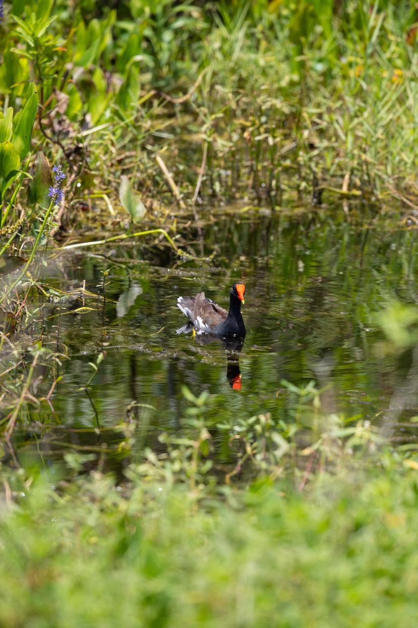 A Common Gallinule wades in a waterway at NASA’s Kennedy Space Center in Florida on June 22, 2020. The center shares a border with the Merritt Island National Wildlife Refuge. More than 330 native and migratory bird species, along with 25 mammal, 117 fish and 65 amphibian and reptile species call Kennedy and the wildlife refuge home.