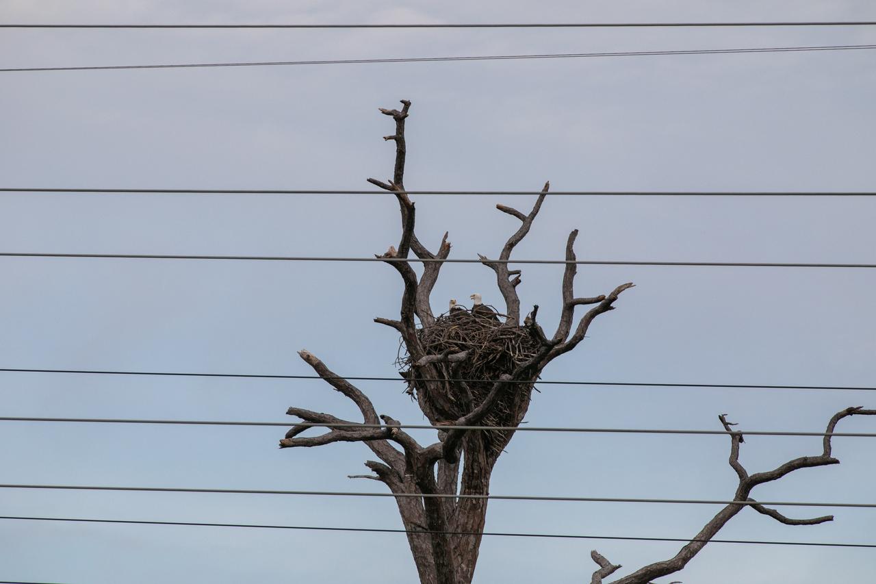 A pair of American bald eagles occupy a large nest on Kennedy Space Center property in Florida on Sept. 14, 2020. Eagles reuse the same nests each season for several years; once a nest is unusable, the majestic birds will select another tree. The nest shown has been used for approximately 30 years. Kennedy shares boundaries with the Merritt Island National Wildlife Refuge, which covers approximately 144,000 acres and is home to more than 315 native and migratory bird species, 25 mammal species, and 65 amphibian and reptile species.