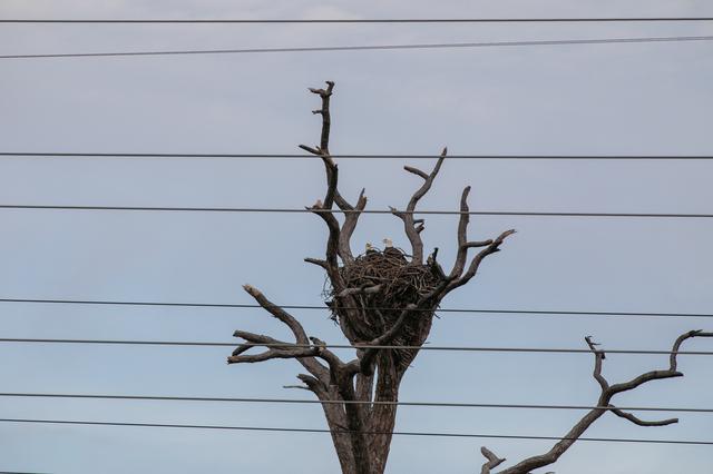 NASA image: Creative Photography - Bald Eagles at Nest