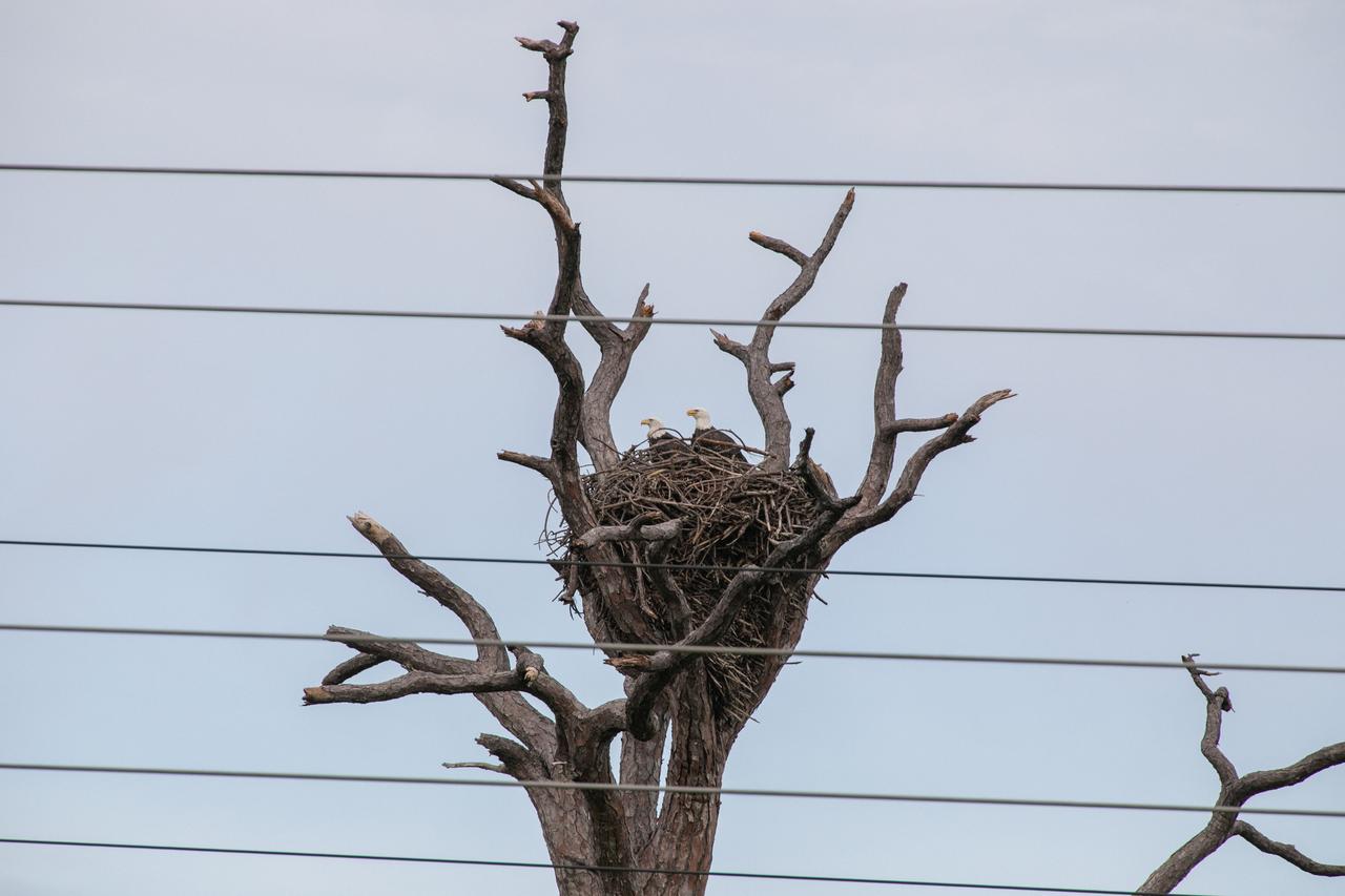 A pair of American bald eagles occupy a large nest on Kennedy Space Center property in Florida on Sept. 14, 2020. Eagles reuse the same nests each season for several years; once a nest is unusable, the majestic birds will select another tree. The nest shown has been used for approximately 30 years. Kennedy shares boundaries with the Merritt Island National Wildlife Refuge, which covers approximately 144,000 acres and is home to more than 315 native and migratory bird species, 25 mammal species, and 65 amphibian and reptile species.