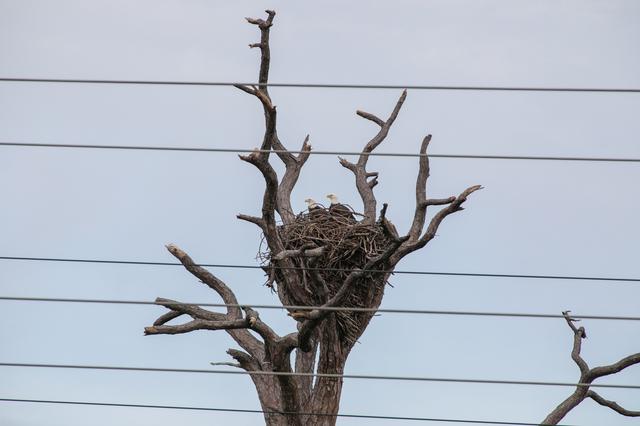 NASA image: Creative Photography - Bald Eagles at Nest
