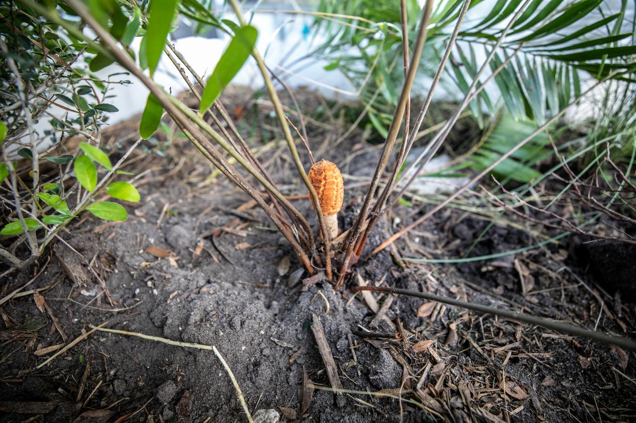 NASA Kennedy Space Center’s unrivaled dedication to the environment is highlighted through a variety of environmental programs and projects. An up-close view of the plants that make up a bio-filter constructed by teams with Kennedy and Jacobs Technology, Inc. is shown on Sept. 29, 2020. The bio-filter – made of layered rock, soil, and native plants – is used to catch and filter zinc out of rainwater that runs off of the roof at the Florida spaceport’s Launch Complex 39 observation tower. Many facilities at Kennedy have galvanized roofs, which contain a coating of zinc to help protect the metal from rust or corrosion but can have serious effects on fish and other aquatic life if it runs into the Indian River Lagoon. The plants in the bio-filter bind to the zinc so that when the water comes out of the bottom, it’s clean and safe to go into the lagoon – its waterline located about 20 to 30 feet away.