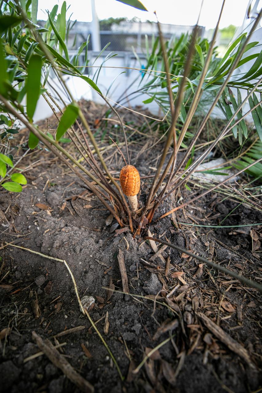 NASA Kennedy Space Center’s unrivaled dedication to the environment is highlighted through a variety of environmental programs and projects. An up-close view of the plants that make up a bio-filter constructed by teams with Kennedy and Jacobs Technology, Inc. is shown on Sept. 29, 2020. The bio-filter – made of layered rock, soil, and native plants – is used to catch and filter zinc out of rainwater that runs off of the roof at the Florida spaceport’s Launch Complex 39 observation tower. Many facilities at Kennedy have galvanized roofs, which contain a coating of zinc to help protect the metal from rust or corrosion but can have serious effects on fish and other aquatic life if it runs into the Indian River Lagoon. The plants in the bio-filter bind to the zinc so that when the water comes out of the bottom, it’s clean and safe to go into the lagoon – its waterline located about 20 to 30 feet away.