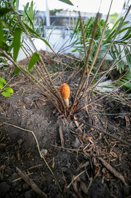 NASA image: Rainwater Biofilter