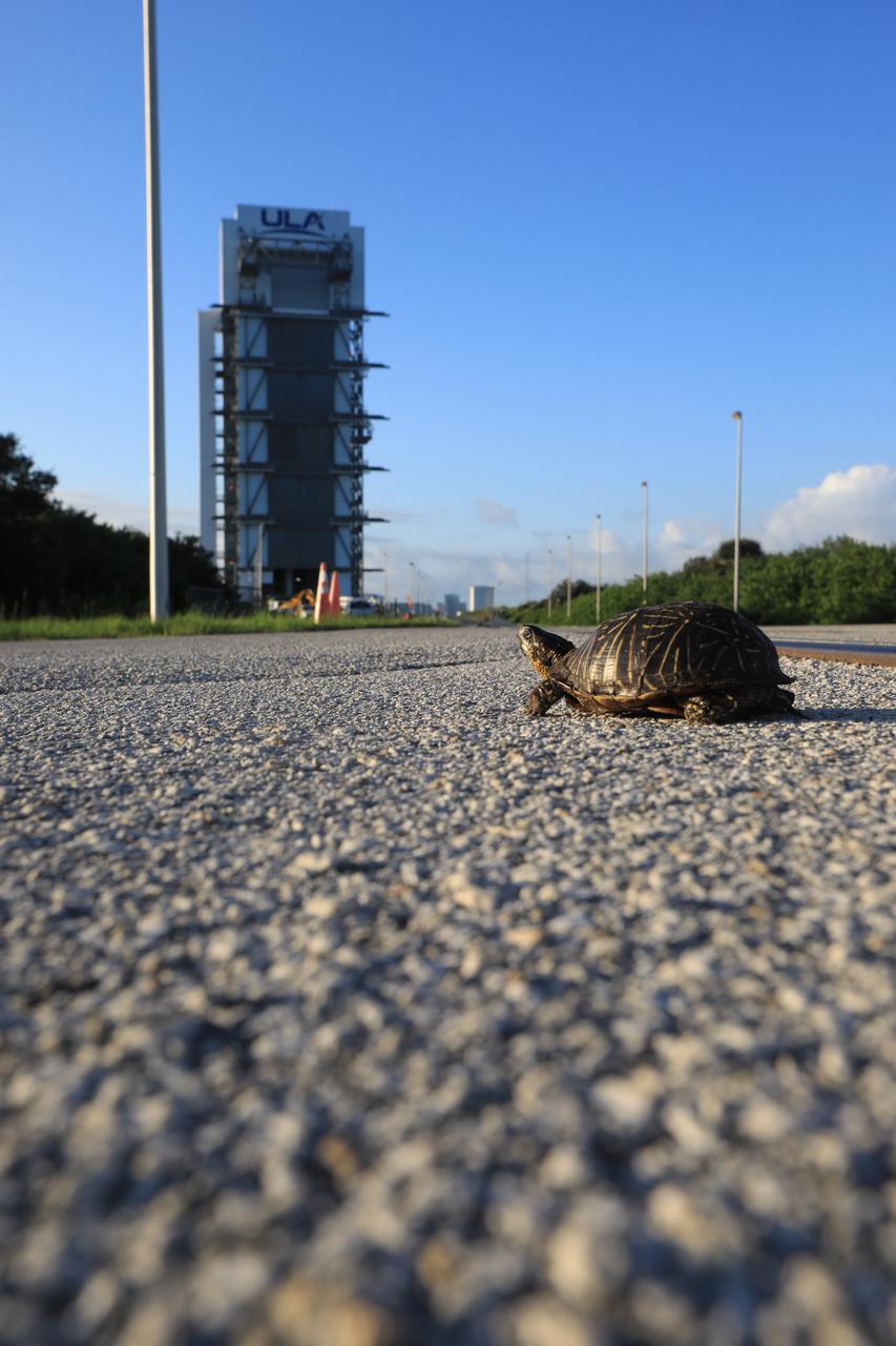 A turtle makes it way along the roadway at Cape Canaveral Space Force Station (CCSFS) in Florida on Oct. 27, 2020. CCSFS shares boundaries with the Merritt Island National Wildlife Refuge, consisting of 140,000 acres. The refuge contains coastal dunes, saltwater marshes, freshwater impoundments, scrub, pine flatwoods, and hardwood hammocks that provide habitat for more than 1,500 species of plants and animals.