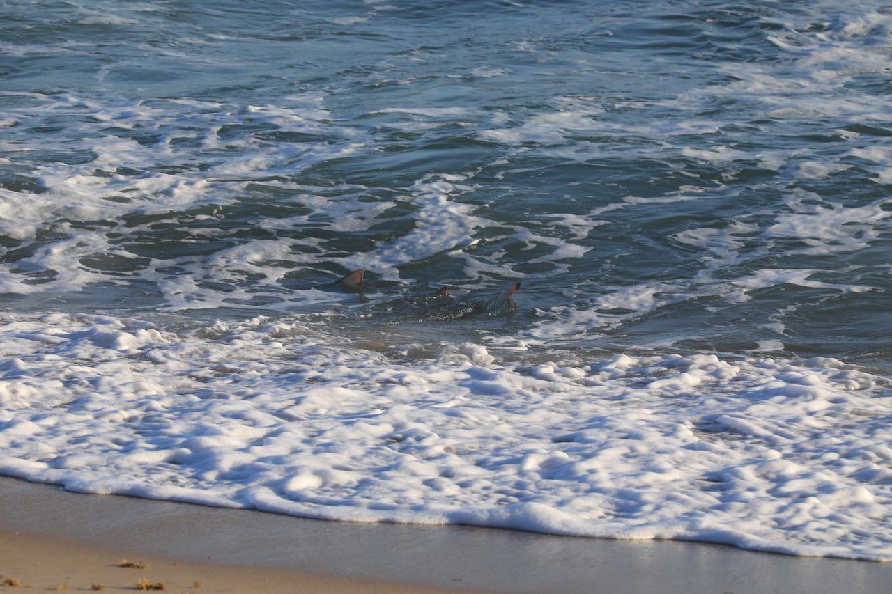 Cape Canaveral Space Force Station shares boundaries with the Merritt Island National Wildlife Refuge, featuring miles of pristine beaches on the Atlantic Ocean. The refuge contains coastal dunes, saltwater marshes, freshwater impoundments, scrub, pine flatwoods, and hardwood hammocks that provide habitat for more than 1,500 species of plants and animals.