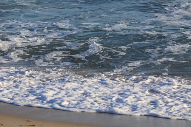 NASA image: Creative Photography - Wildlife