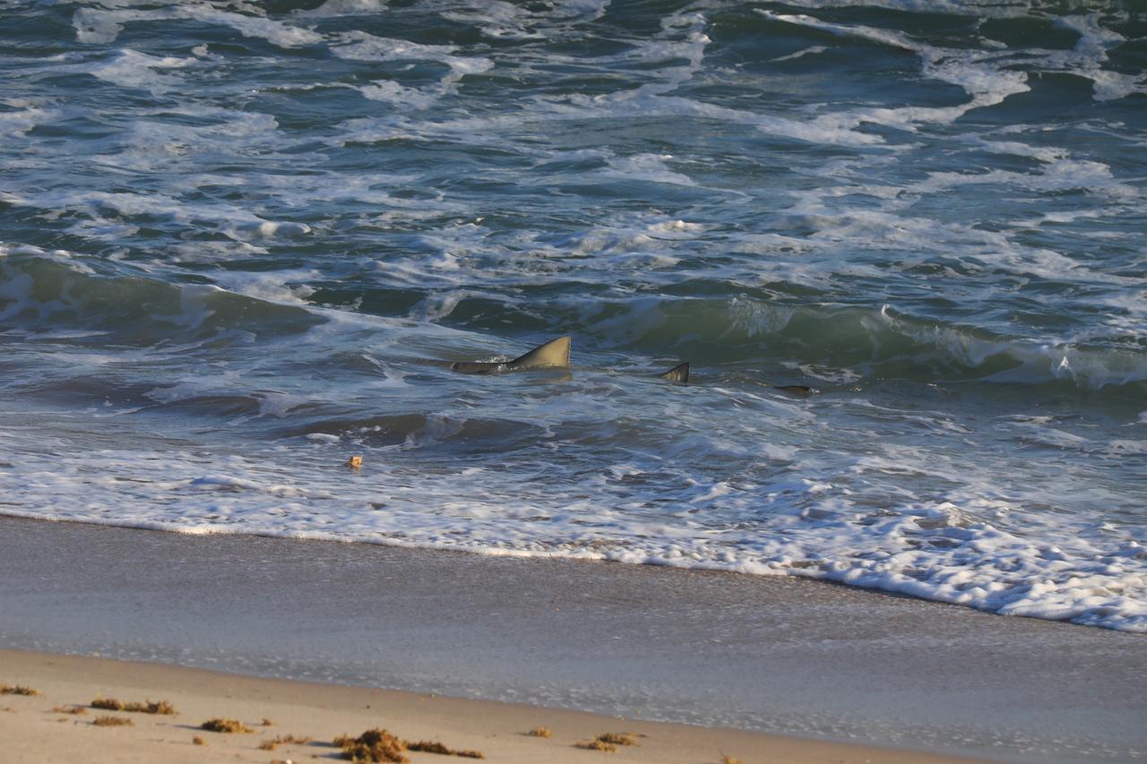 A shark swims near the shore at Cape Canaveral Space Force Station (CCSFS) on Oct. 27, 2020. CCSFS shares boundaries with the Merritt Island National Wildlife Refuge, featuring miles of pristine beaches on the Atlantic Ocean. The refuge contains coastal dunes, saltwater marshes, freshwater impoundments, scrub, pine flatwoods, and hardwood hammocks that provide habitat for more than 1,500 species of plants and animals.