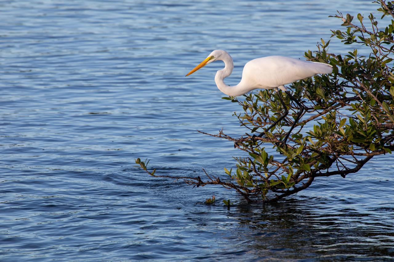 Kennedy Space Center shares boundaries with the Merritt Island National Wildlife Refuge on Florida’s Atlantic coast. The refuge's coastal location, tropic-like climate, and wide variety of habitat types contribute to a diverse bird population. More than 350 species have been identified on the refuge.