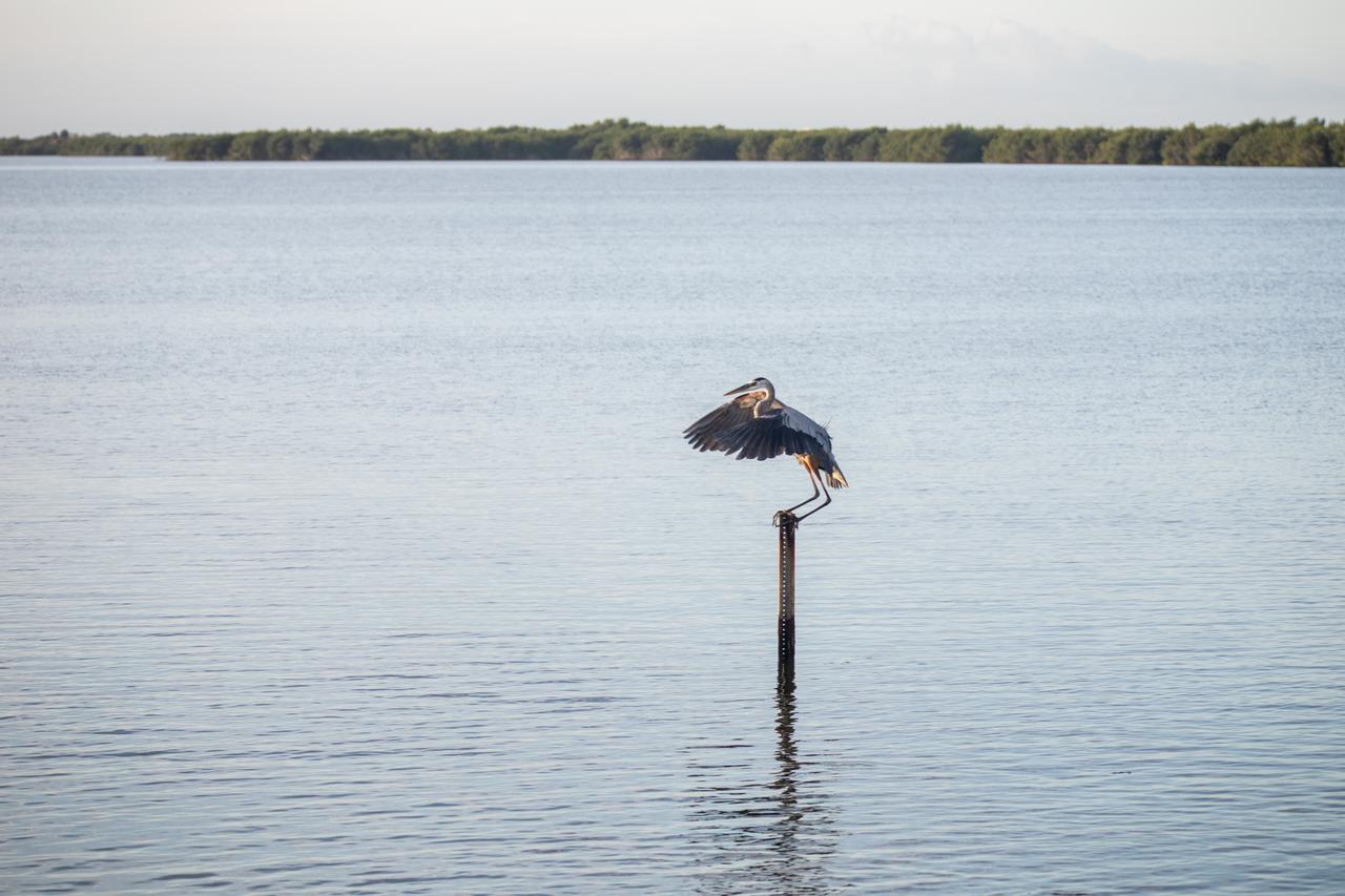 Kennedy Space Center shares boundaries with the Merritt Island National Wildlife Refuge on Florida’s Atlantic coast. The refuge's coastal location, tropic-like climate, and wide variety of habitat types contribute to a diverse bird population. More than 350 species have been identified on the refuge.