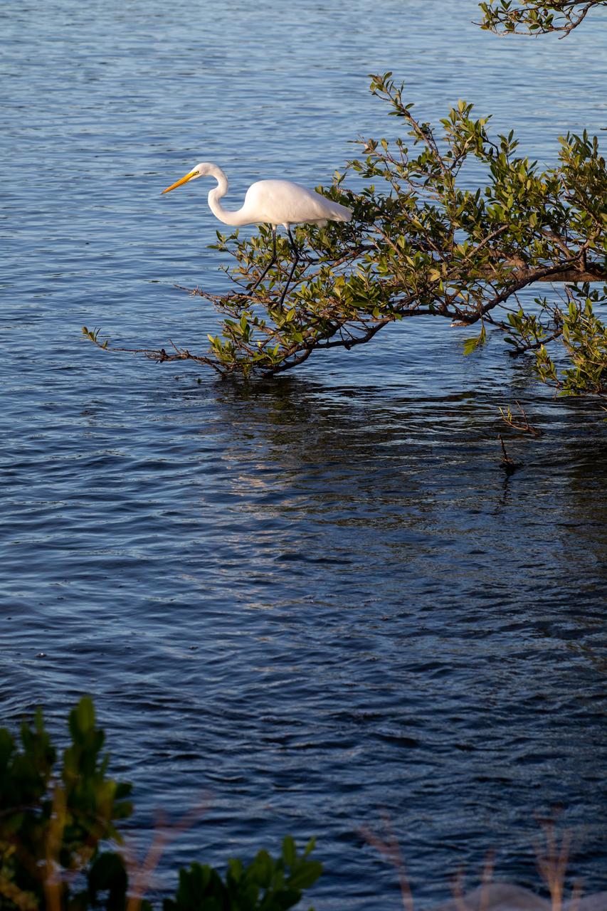 Kennedy Space Center shares boundaries with the Merritt Island National Wildlife Refuge on Florida’s Atlantic coast. The refuge's coastal location, tropic-like climate, and wide variety of habitat types contribute to a diverse bird population. More than 350 species have been identified on the refuge.
