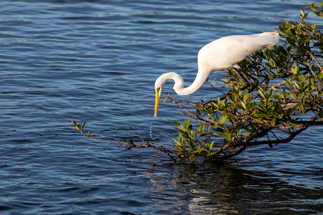 NASA image: Creative Photography - Nature/Wildlife