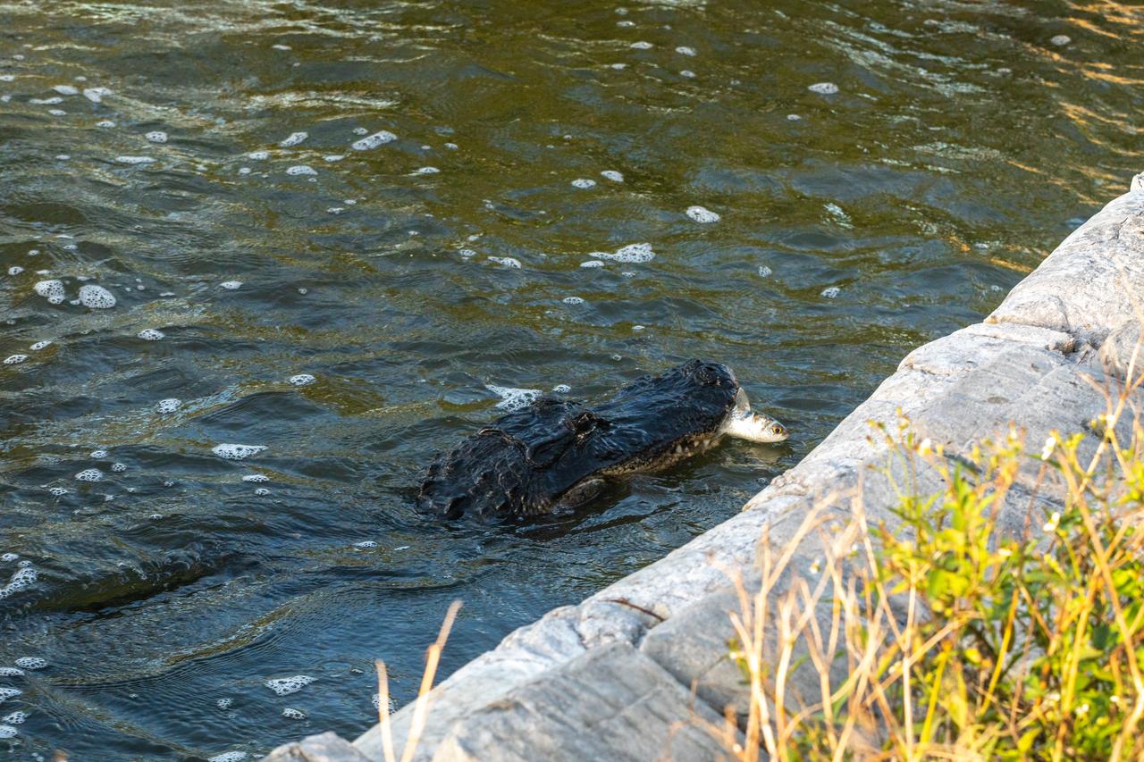 Kennedy Space Center shares boundaries with the Merritt Island National Wildlife Refuge on Florida’s Atlantic coast. Alligators can be found in many areas of the refuge. They are important top predators that help keep populations of smaller animals under control. They also create habitat for other wildlife in the marsh by digging holes that hold water during the dry season.
