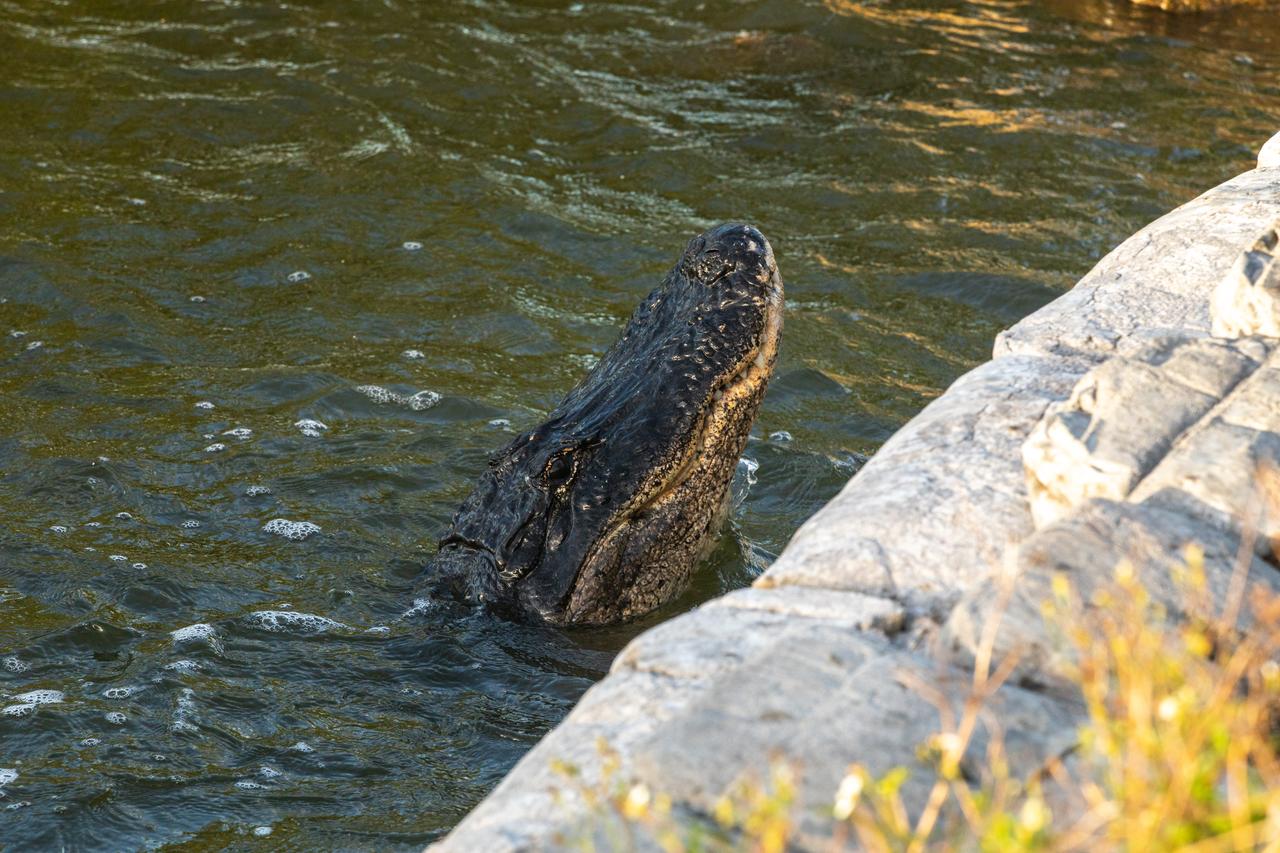Kennedy Space Center shares boundaries with the Merritt Island National Wildlife Refuge on Florida’s Atlantic coast. Alligators can be found in many areas of the refuge. They are important top predators that help keep populations of smaller animals under control. They also create habitat for other wildlife in the marsh by digging holes that hold water during the dry season.