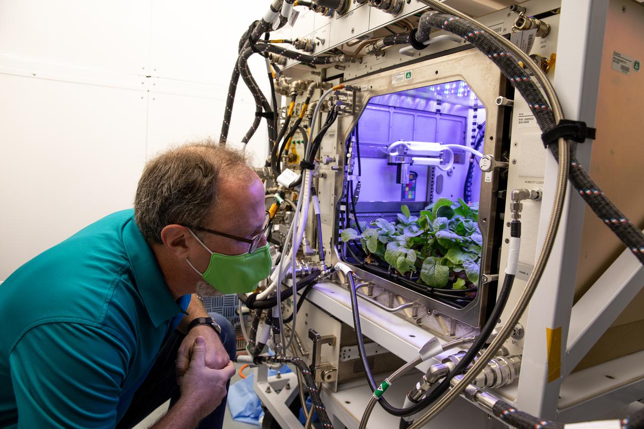 Dave Reed, Florida operations director for Techshot, Inc., observes radishes growing in the Advanced Plant Habitat (APH) ground unit inside the Space Station Processing Facility at NASA’s Kennedy Space Center in Florida on Dec. 14, 2020. The radishes are a ground control crop for the Plant Habitat-02 (PH-02) experiment, which also involves growing two similar radish crops inside the International Space Station’s APH. NASA astronaut Kate Rubins harvested the first crop on Nov. 30, and the second harvest aboard the orbiting laboratory is planned for Dec. 30. Once samples return to Earth, researchers will compare those grown in space to the radishes grown here on Earth to better understand how microgravity affects plant growth. 