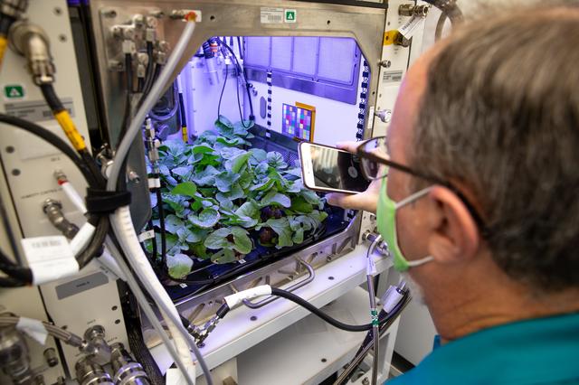 NASA image: PH-02: Radish Ground Harvest