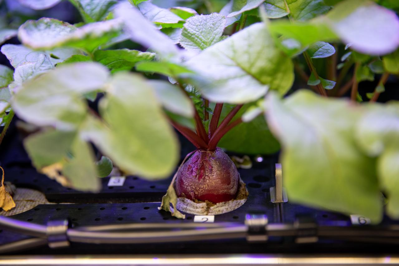 A view of radishes growing in the Advanced Plant Habitat (APH) ground unit inside the Space Station Processing Facility at NASA’s Kennedy Space Center in Florida on Dec. 14, 2020. The radishes are a ground control crop for the Plant Habitat-02 (PH-02) experiment. The experiment also involves growing two similar radish crops inside the International Space Station’s APH. NASA astronaut Kate Rubins harvested the first crop on Nov. 30, and the second harvest aboard the orbiting laboratory is planned for Dec. 30. Once samples return to Earth, researchers will compare those grown in space to the radishes grown here on Earth to better understand how microgravity affects plant growth. 