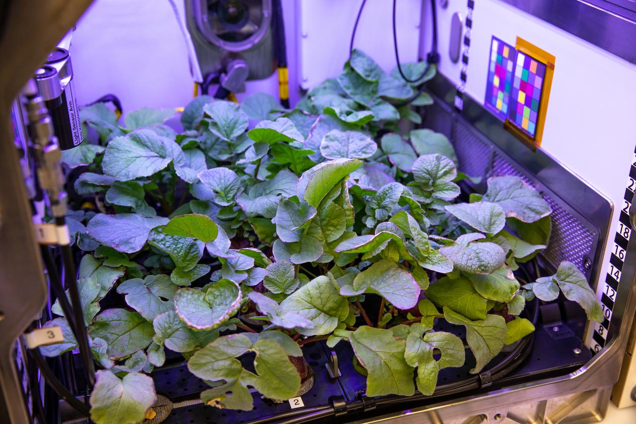 A view of radishes growing in the Advanced Plant Habitat (APH) ground unit inside the Space Station Processing Facility at NASA’s Kennedy Space Center in Florida on Dec. 14, 2020. The radishes are a ground control crop for the Plant Habitat-02 (PH-02) experiment. The experiment also involves growing two similar radish crops inside the International Space Station’s APH. NASA astronaut Kate Rubins harvested the first crop on Nov. 30, and the second harvest aboard the orbiting laboratory is planned for Dec. 30. Once samples return to Earth, researchers will compare those grown in space to the radishes grown here on Earth to better understand how microgravity affects plant growth. 