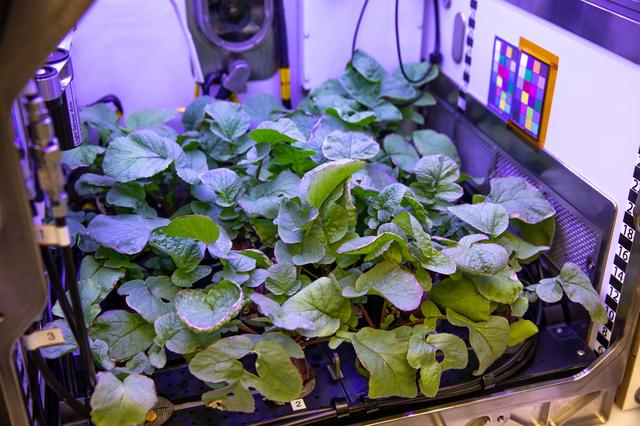 NASA image: PH-02: Radish Ground Harvest