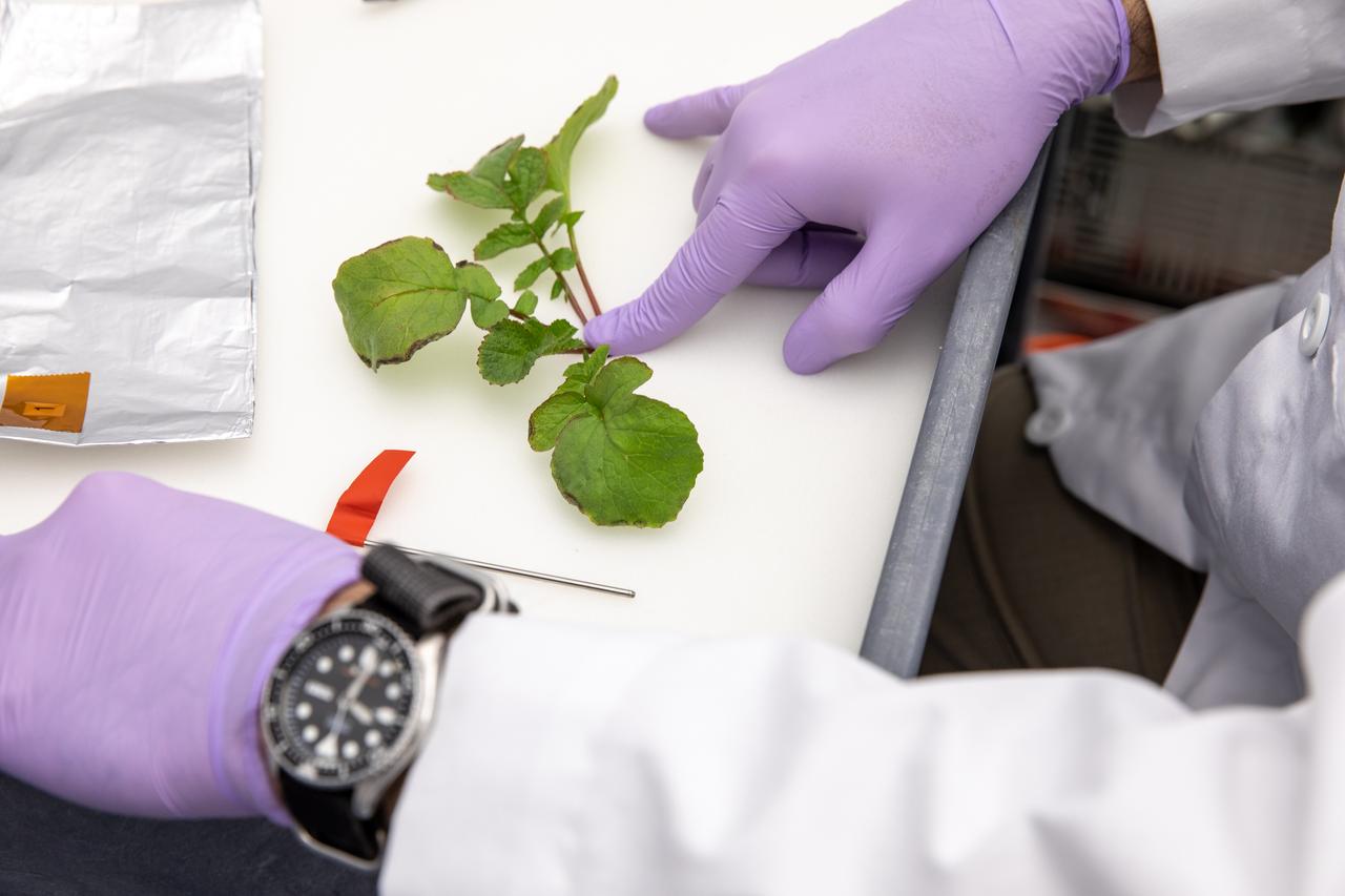 A researcher takes measurements of a radish crop harvested from the Advanced Plant Habitat (APH) ground unit inside the Space Station Processing Facility at NASA’s Kennedy Space Center in Florida on Dec. 14, 2020. The radishes are a ground control crop for the Plant Habitat-02 (PH-02) experiment, which also involves growing two similar radish crops inside the International Space Station’s APH. NASA astronaut Kate Rubins harvested the first crop on Nov. 30, and the second harvest aboard the orbiting laboratory is planned for Dec. 30. Once samples return to Earth, researchers will compare those grown in space to the radishes grown here on Earth to better understand how microgravity affects plant growth. 