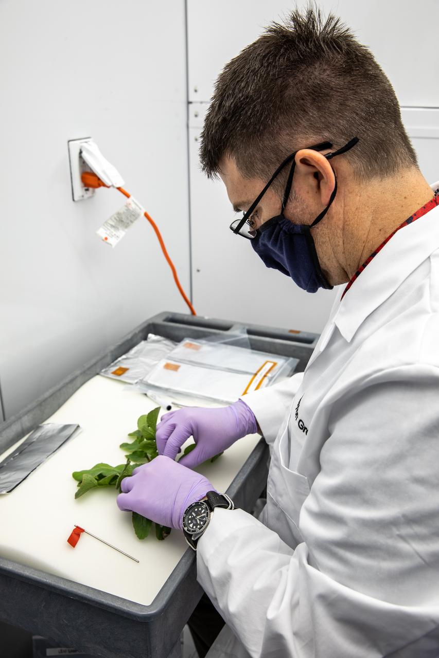 A research scientist collects measurements of radishes harvested from the Advanced Plant Habitat (APH) ground unit inside the Space Station Processing Facility at NASA’s Kennedy Space Center in Florida on Dec. 14, 2020. The radishes are a ground control crop for the Plant Habitat-02 (PH-02) experiment, which also involves growing two similar radish crops inside the International Space Station’s APH. NASA astronaut Kate Rubins harvested the first crop on Nov. 30, and the second harvest aboard the orbiting laboratory is planned for Dec. 30. Once samples return to Earth, researchers will compare those grown in space to the radishes grown here on Earth to better understand how microgravity affects plant growth. 