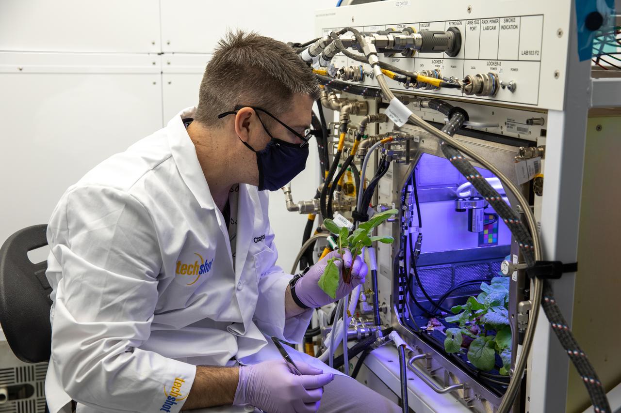 A research scientist harvests radishes grown in the Advanced Plant Habitat (APH) ground unit inside the Space Station Processing Facility at NASA’s Kennedy Space Center in Florida on Dec. 14, 2020. The radishes are a ground control crop for the Plant Habitat-02 (PH-02) experiment. The experiment also involves growing two similar radish crops inside the International Space Station’s APH. NASA astronaut Kate Rubins harvested the first crop on Nov. 30, and the second harvest aboard the orbiting laboratory is planned for Dec. 30. Once samples return to Earth, researchers will compare those grown in space to the radishes grown here on Earth to better understand how microgravity affects plant growth. 