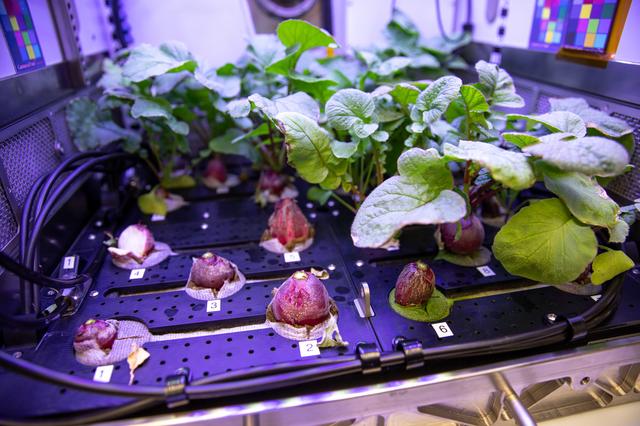 NASA image: PH-02: Radish Ground Harvest