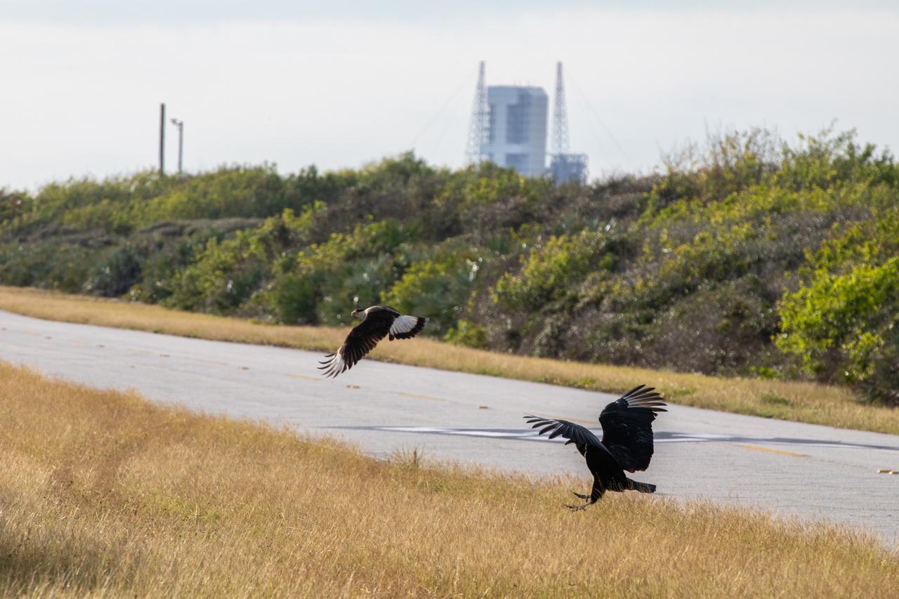 An adult crested caracara, left, and a vulture swoop down near the roadway at NASA’s Kennedy Space Center in Florida. Kennedy shares a border with the Merritt Island National Wildlife Refuge, spanning 140,000 acres of land, water, and marshes. More than 330 bird species, 117 species of fish, 68 amphibians and reptiles, and 31 different mammals call Kennedy and its surrounding borders home.