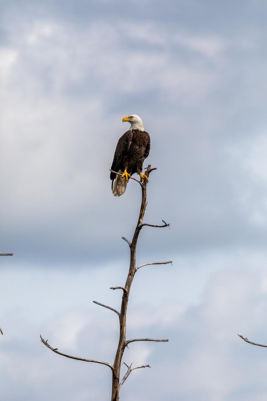 An American bald eagle perches on a tree branch at NASA’s Kennedy Space Center in Florida. Kennedy shares a border with the Merritt Island National Wildlife Refuge, consisting of 140,000 acres of land, water, and marshes. Within the refuge, many species of birds, reptiles, fish, amphibians, and mammals can be found.