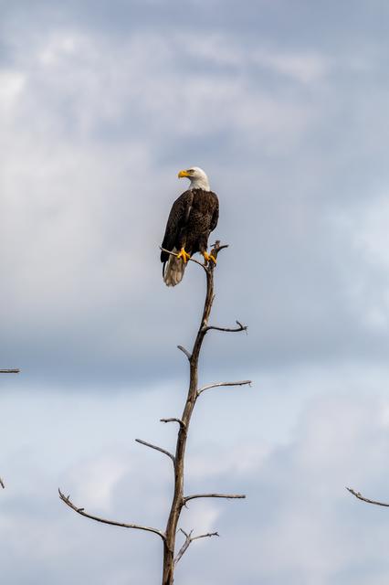 NASA image: Creative Photography - Bald Eagle