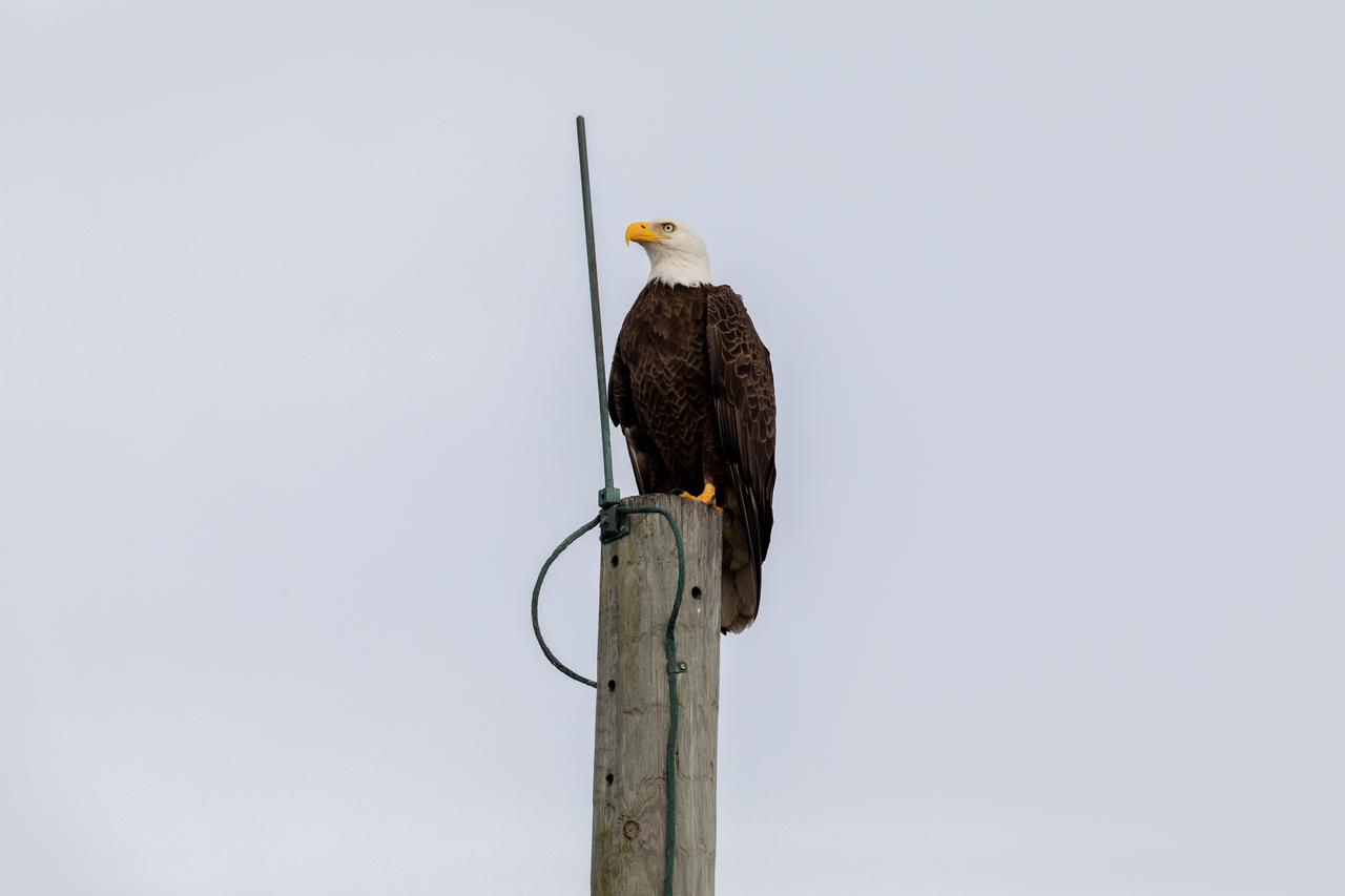 An American bald eagle perches on top of a telephone pole at NASA’s Kennedy Space Center in Florida. Kennedy shares a border with the Merritt Island National Wildlife Refuge, consisting of 140,000 acres of land, water, and marshes. Within the refuge, many species of birds, reptiles, fish, amphibians, and mammals can be found.