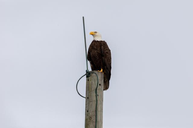 NASA image: Creative Photography - Bald Eagle