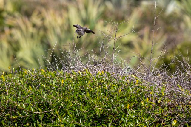 NASA image: Creative Photography - Scrub Jay