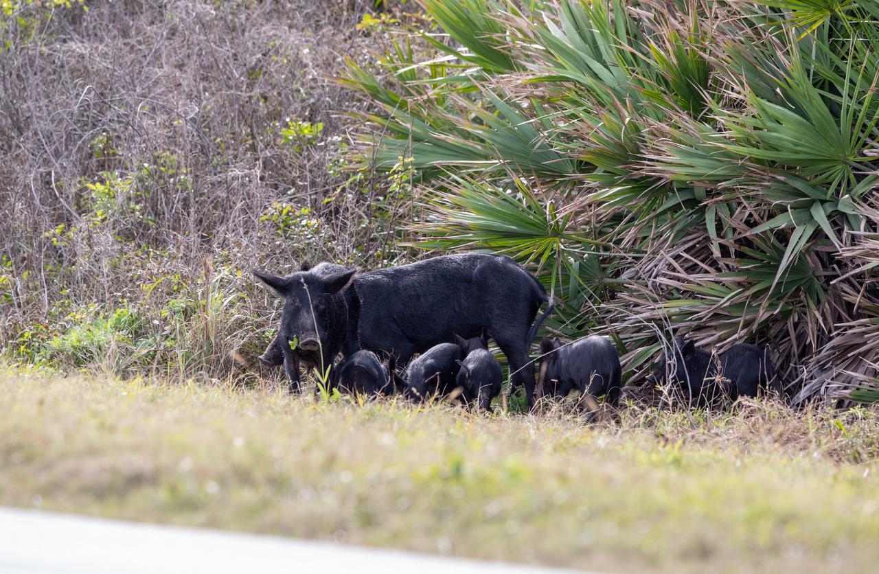 A family of wild hogs forages for food near the foliage at NASA’s Kennedy Space Center in Florida. Kennedy shares a border with the Merritt Island National Wildlife Refuge, spanning 140,000 acres of land, water, and marshes. More than 330 bird species, 117 species of fish, 68 amphibians and reptiles, and 31 different mammals call Kennedy and its surrounding borders home.