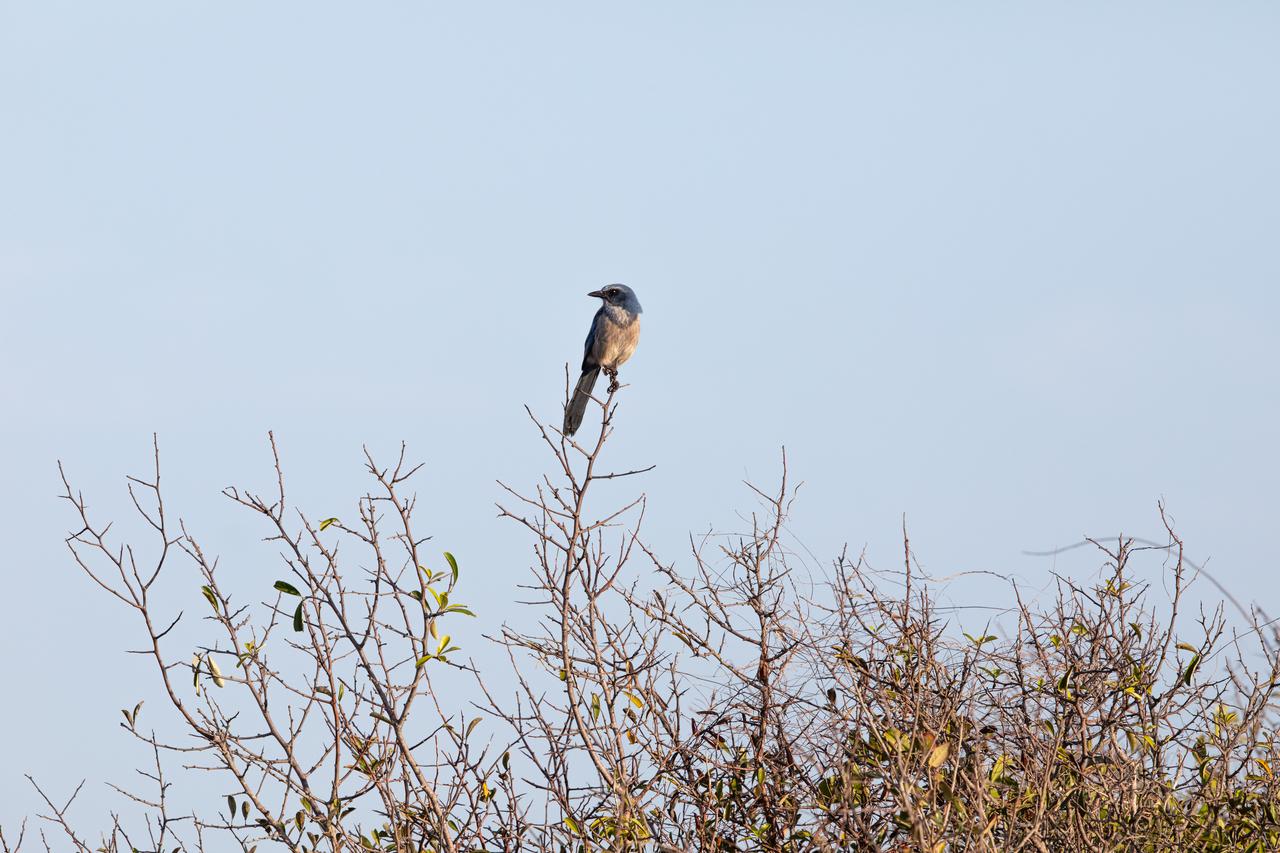 A Florida Scrub-Jay perches on the branch of a tree at NASA's Kennedy Space Center in Florida on Jan. 8, 2021. The center shares a border with the Merritt Island National Wildlife Refuge. More than 330 native and migratory bird species, along with 25 mammal, 117 fish, and 65 amphibian and reptile species call Kennedy and the wildlife refuge home.