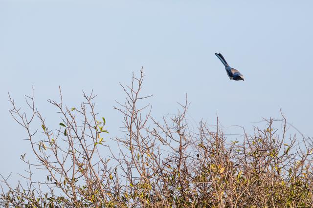NASA image: Creative Photography, Wildlife - Scrub Jay