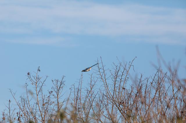 NASA image: Creative Photography, Wildlife - Scrub Jay