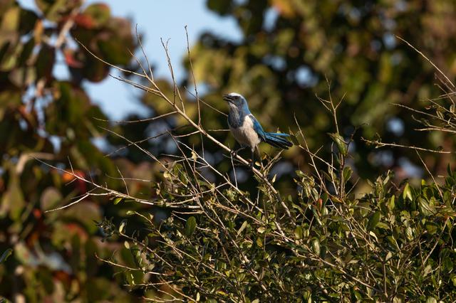 NASA image: Creative Photography, Wildlife - Scrub Jay