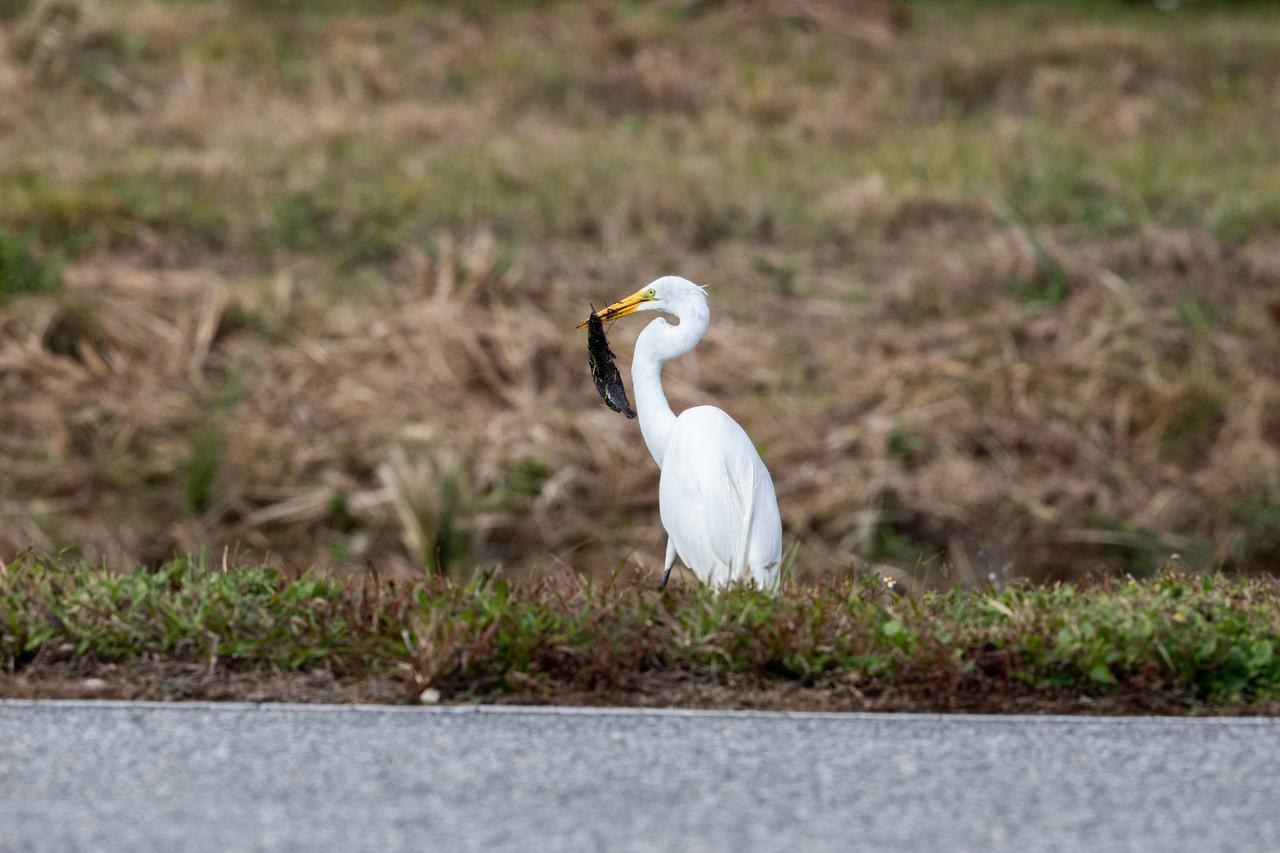A Great Egret catches a fish in a waterway at NASA's Kennedy Space Center in Florida on Jan. 8, 2021. The center shares a border with the Merritt Island National Wildlife Refuge. More than 330 native and migratory bird species, 25 mammal, 117 fish and 65 amphibian and reptile species call Kennedy and the wildlife refuge home.