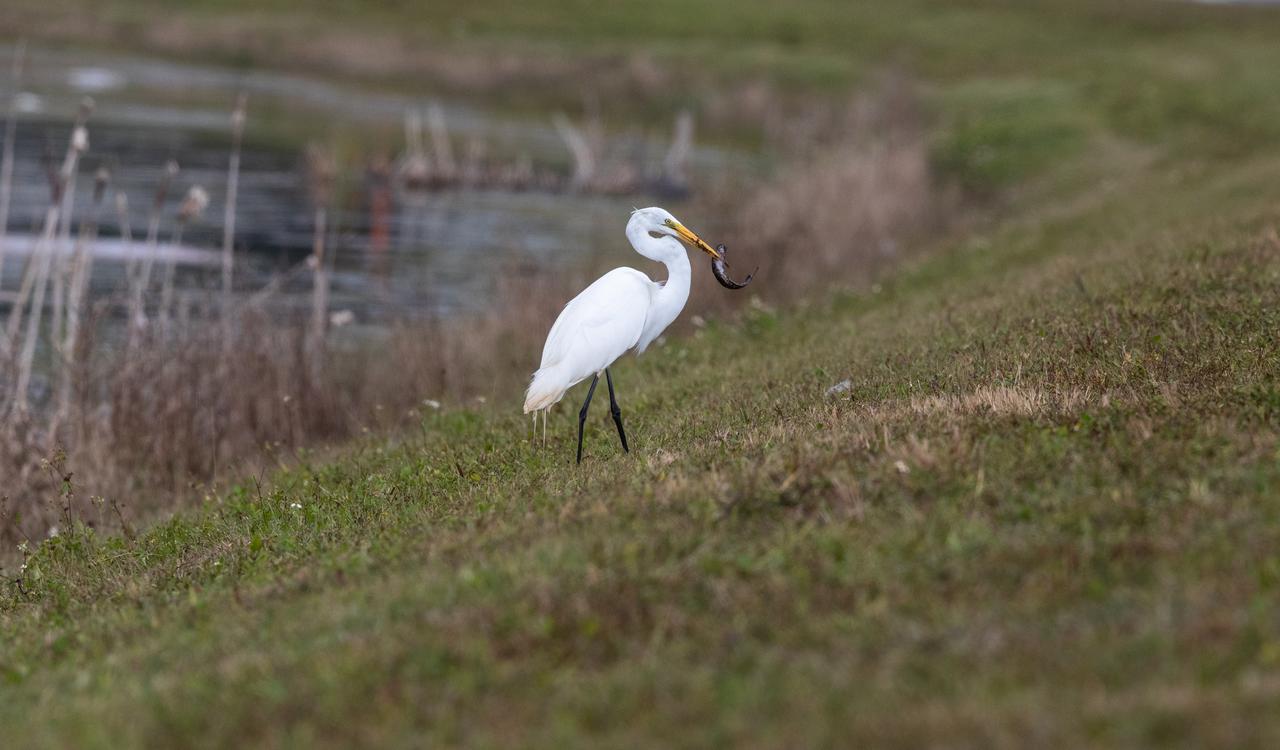 A Great Egret catches a fish in a waterway at NASA's Kennedy Space Center in Florida on Jan. 8, 2021. The center shares a border with the Merritt Island National Wildlife Refuge. More than 330 native and migratory bird species, 25 mammal, 117 fish and 65 amphibian and reptile species call Kennedy and the wildlife refuge home.