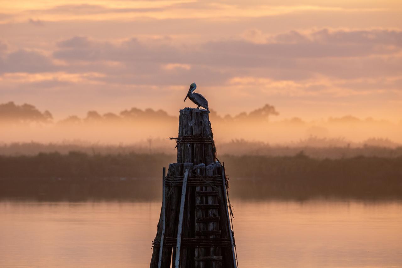 A pelican perches on the support beam of a dock on a waterway at NASA's Kennedy Space Center in Florida on Jan. 11, 2021. The center shares a border with the Merritt Island National Wildlife Refuge. More than 330 native and migratory bird species, along with 25 mammal, 117 fish, and 65 amphibian and reptile species call Kennedy and the wildlife refuge home.