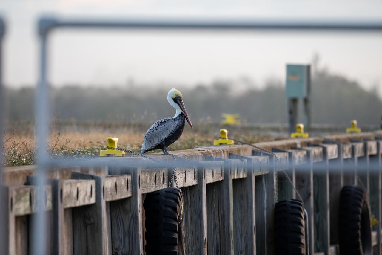 A pelican sits near a dock on a waterway at NASA's Kennedy Space Center in Florida on Jan. 11, 2021. The center shares a border with the Merritt Island National Wildlife Refuge. More than 330 native and migratory bird species, along with 25 mammal, 117 fish, and 65 amphibian and reptile species call Kennedy and the wildlife refuge home.