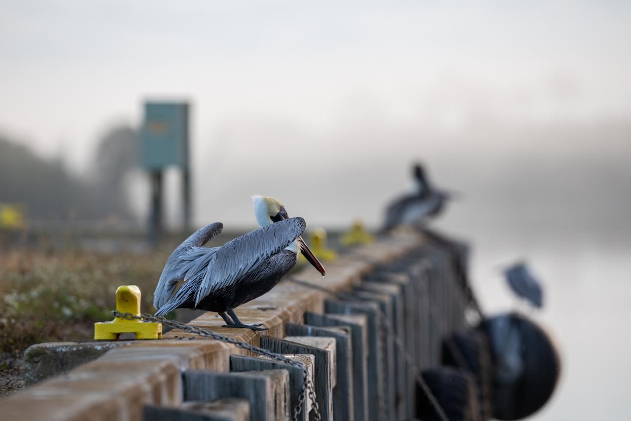Pelicans perch on the support beams of an embankment on a waterway at NASA's Kennedy Space Center in Florida on Jan. 11, 2021. The center shares a border with the Merritt Island National Wildlife Refuge. More than 330 native and migratory bird species, along with 25 mammal, 117 fish, and 65 amphibian and reptile species call Kennedy and the wildlife refuge home.